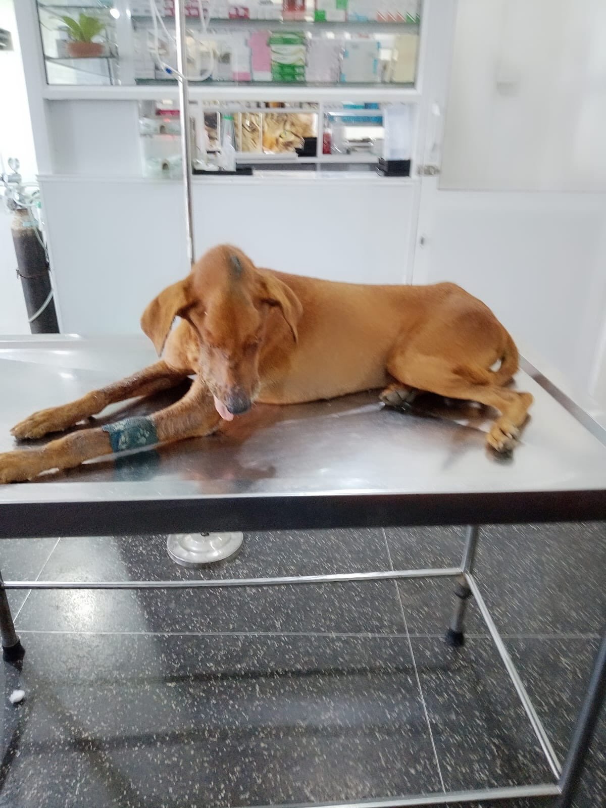 Brown Rescue