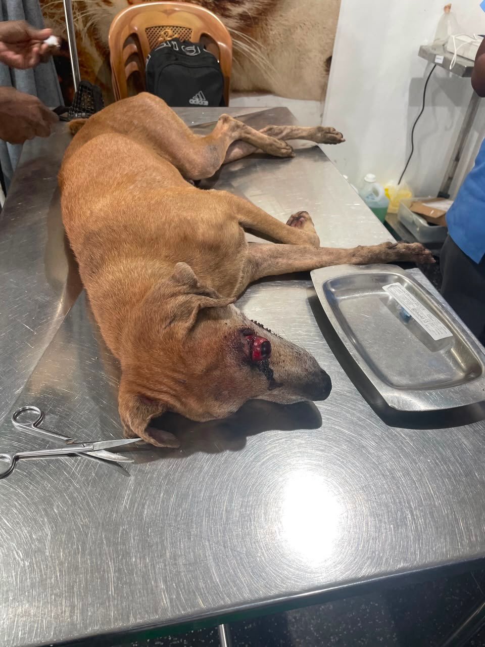 Wayda Rescue